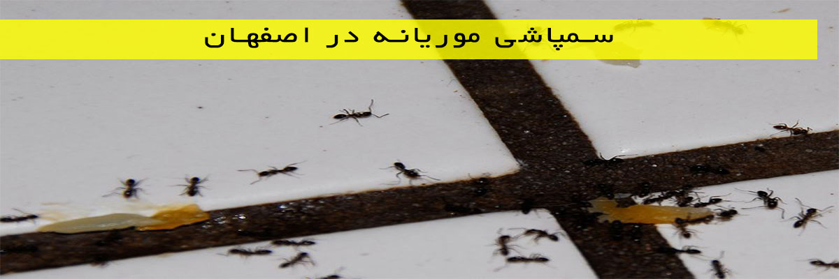 سمپاشی موریانه در اصفهان