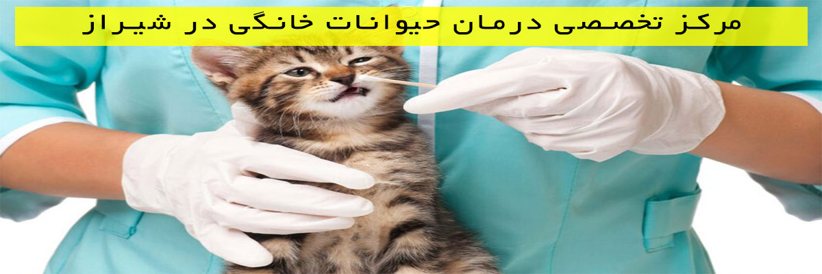مرکز-تخصصی-درمان-حیوانات-خانگی-در-شیراز مرکز تخصصی درمان حیوانات خانگی در شیراز