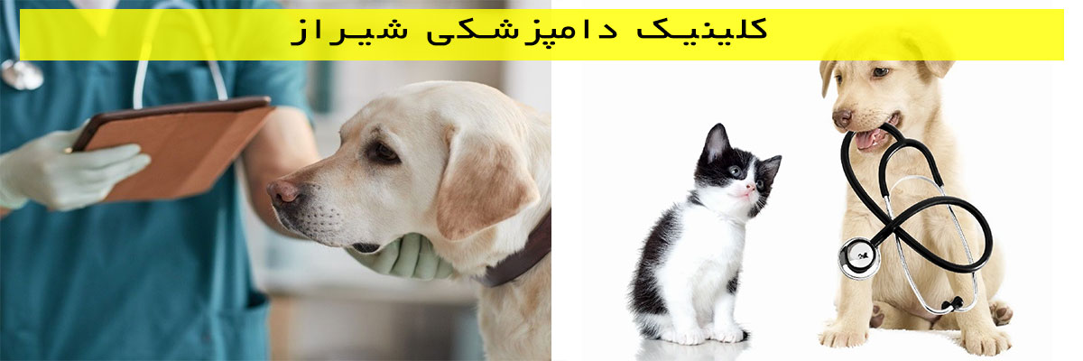 کلینیک-دامپزشکی-شیراز کلینیک دامپزشکی شیراز